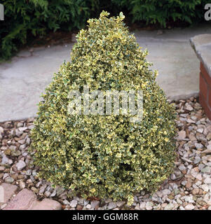 Buxus sempervirens - `Elegantissima' AGM   TRS087530 Stock Photo